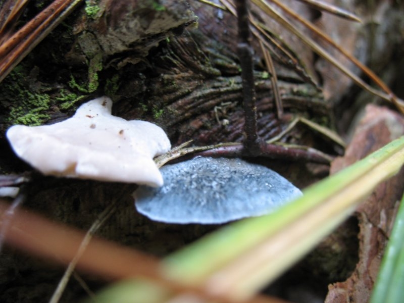 2006 11 Mycobocquet 22